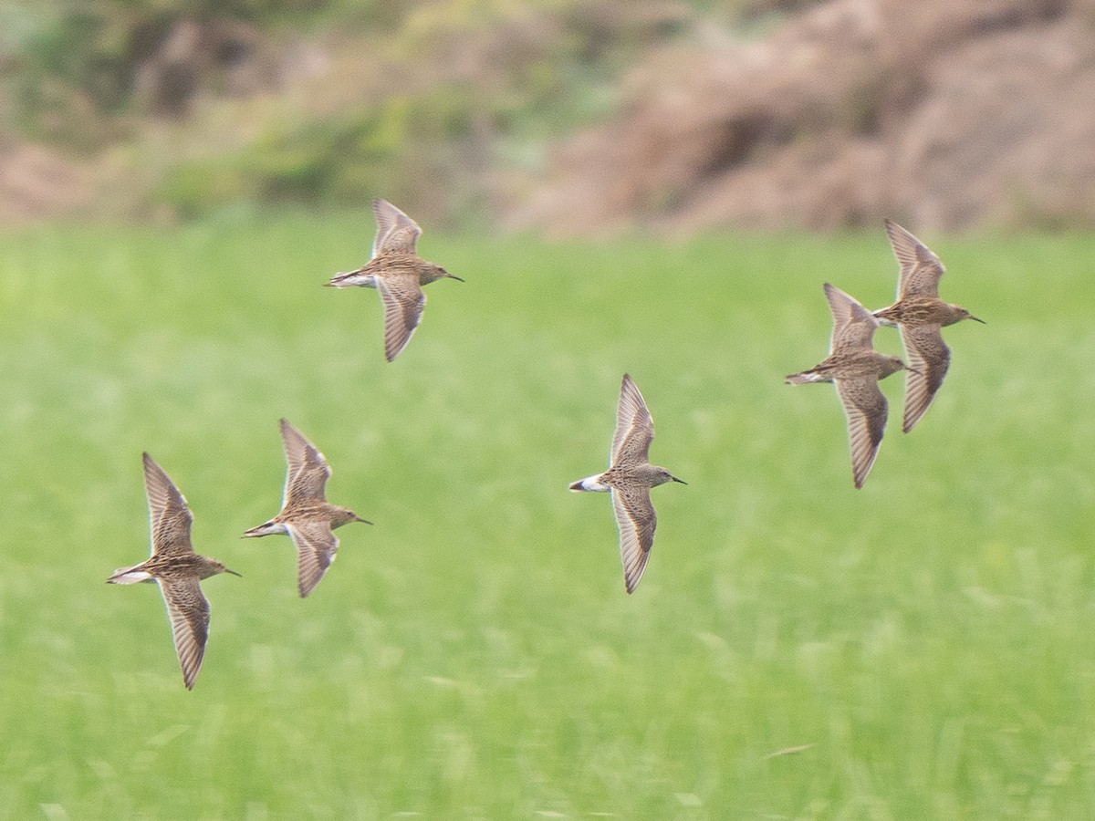 White-rumped Sandpiper - ML219899531