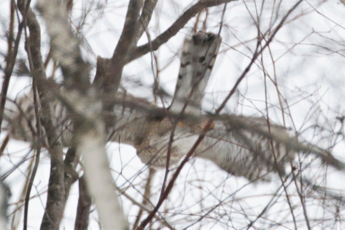 Sharp-shinned Hawk - Ken McKenna