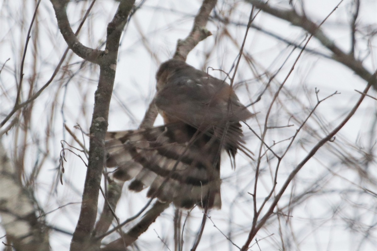 Sharp-shinned Hawk - Ken McKenna