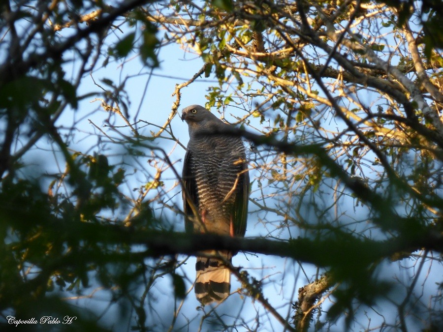 Crane Hawk - ML219904341