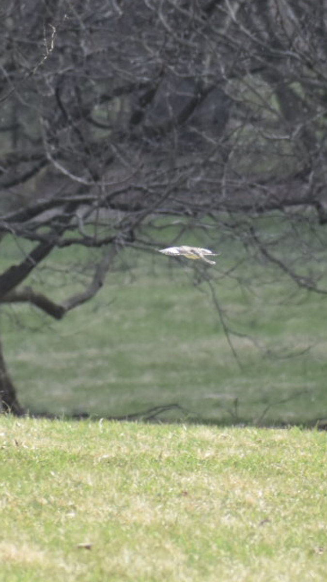 Northern Mockingbird - ML219905711
