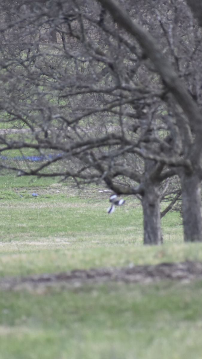 Northern Mockingbird - ML219905721