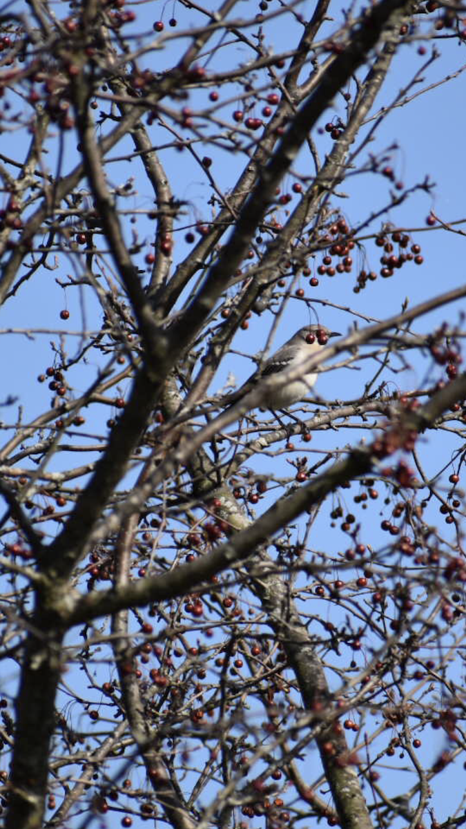Northern Mockingbird - ML219905731