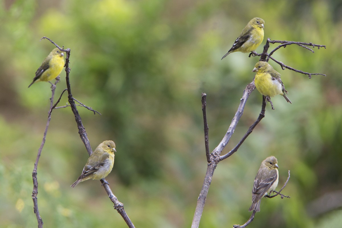 Lesser Goldfinch - ML219905901