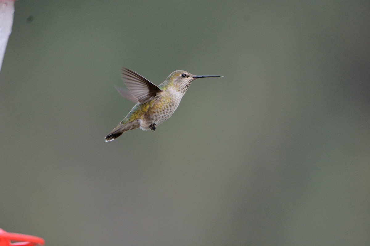 Anna's Hummingbird - Linda Laing