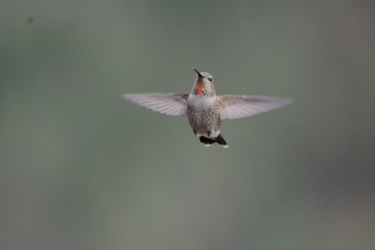 Colibri d'Anna - ML21990711