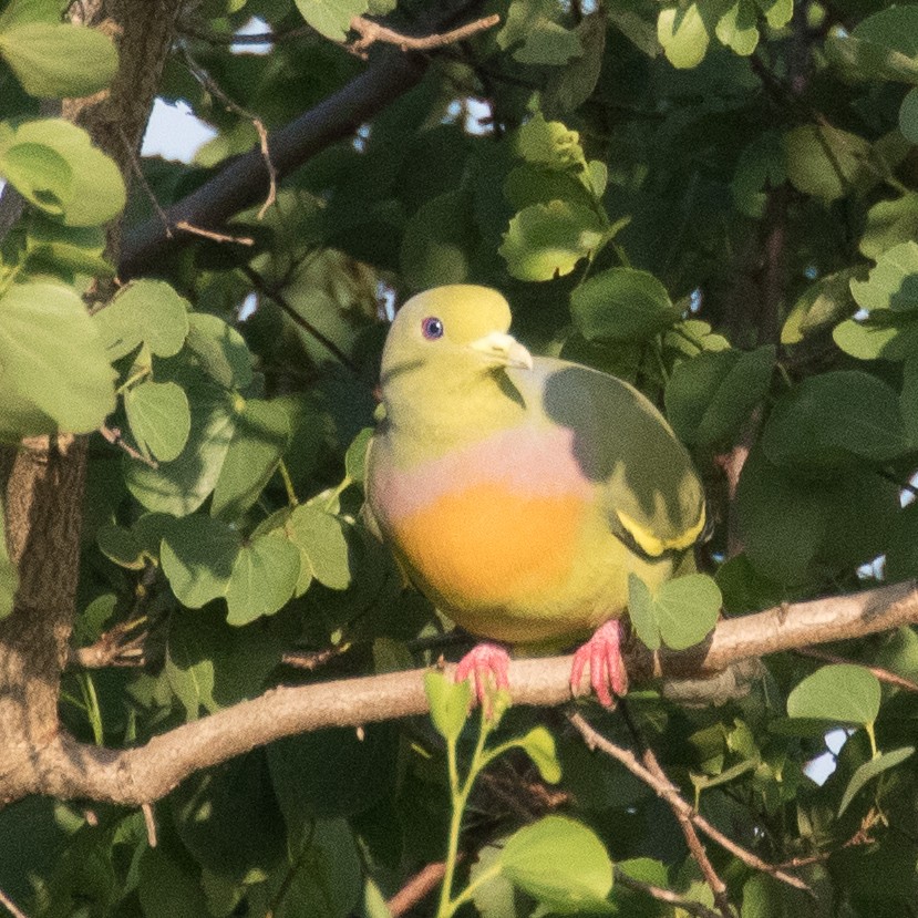 Orange-breasted Green-Pigeon - Steve McInnis