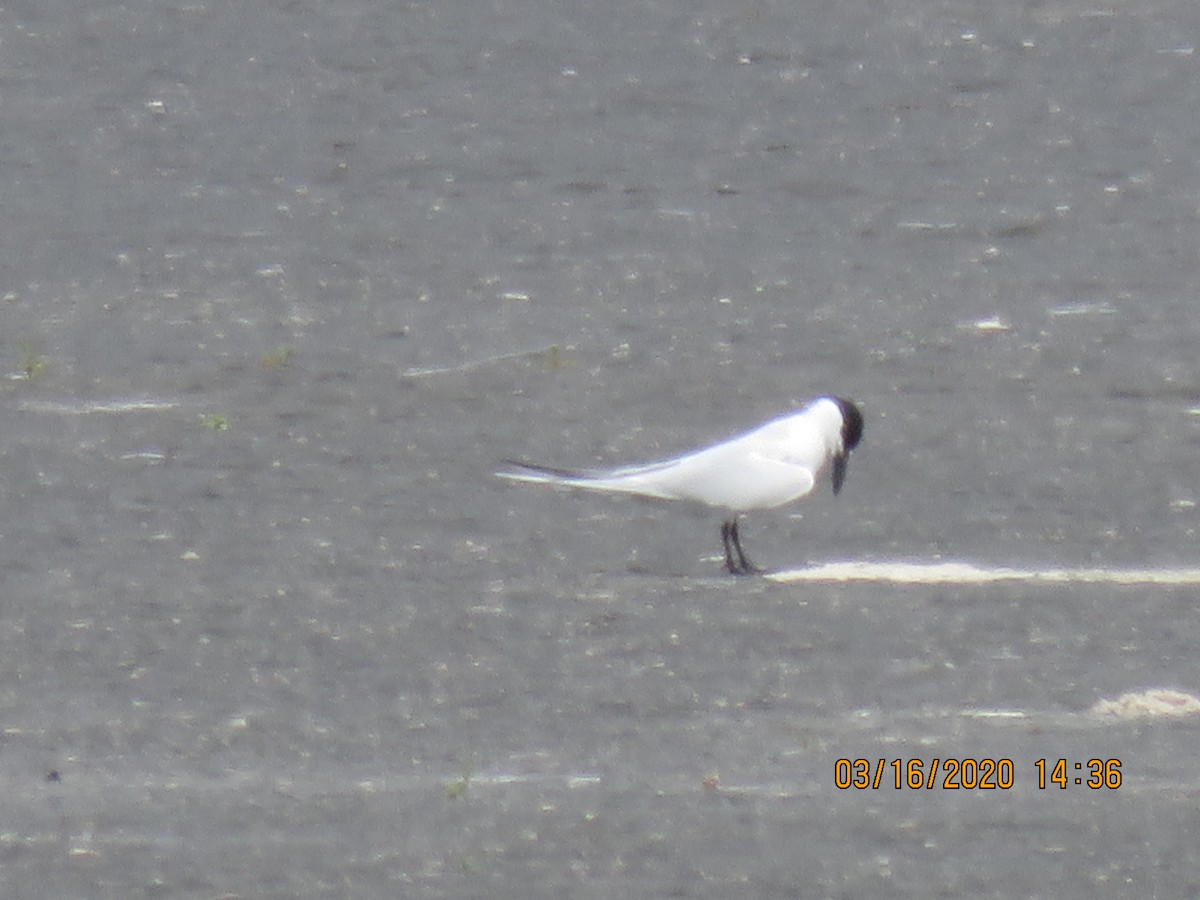 Gull-billed Tern - Justin Ferguson