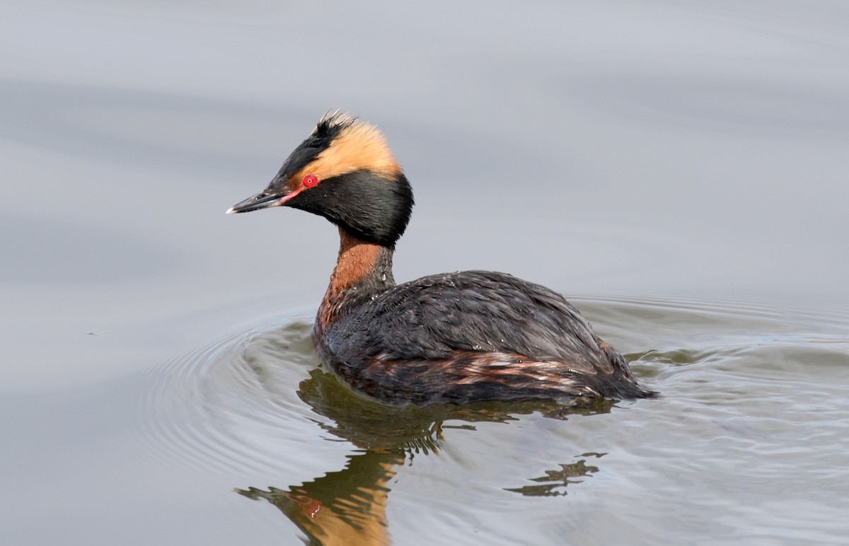 Horned Grebe - Adam Vesely
