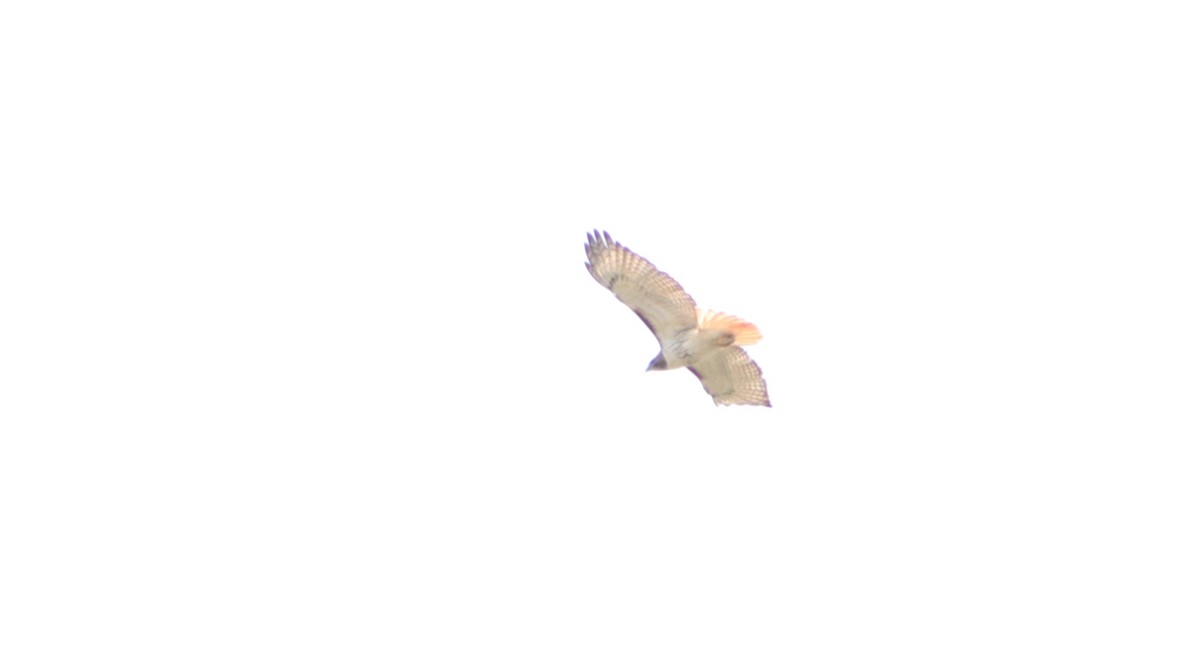 Red-tailed Hawk - ML219910031