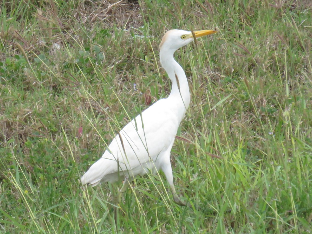 Western Cattle Egret - Justin Ferguson