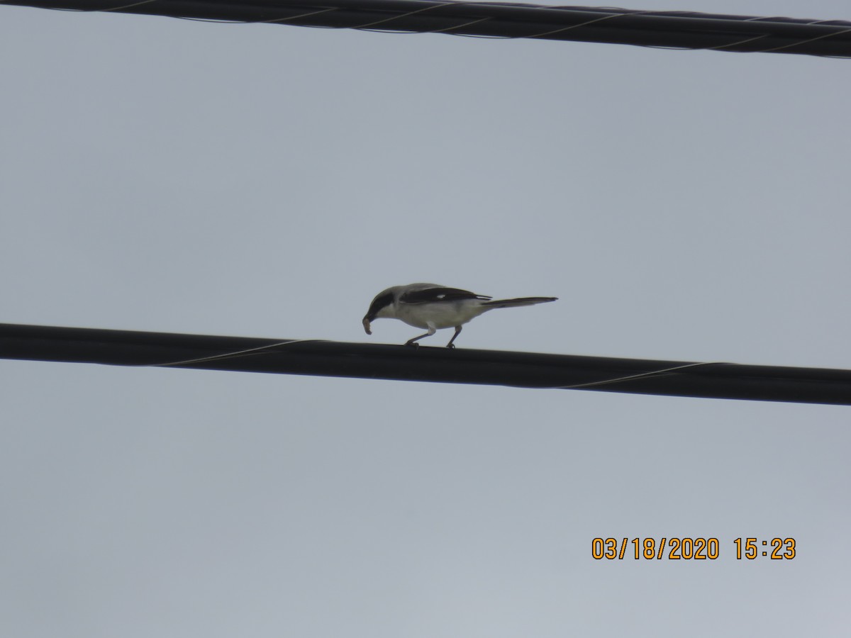 Loggerhead Shrike - Justin Ferguson