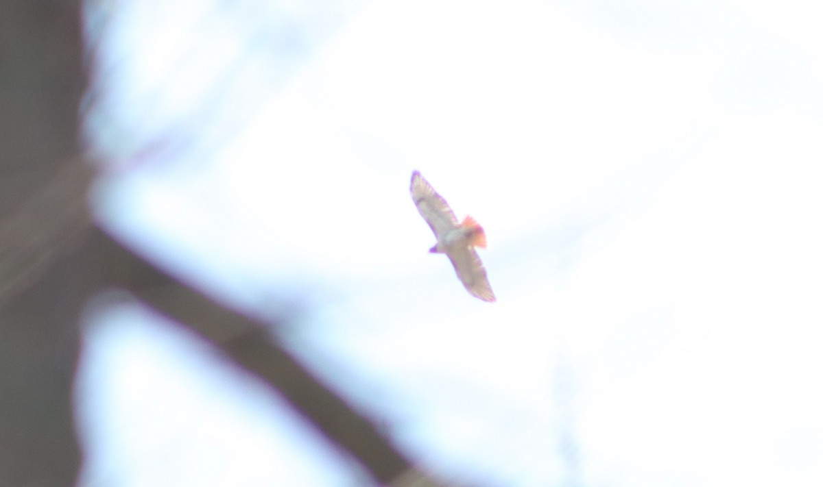 Red-tailed Hawk - ML219913241