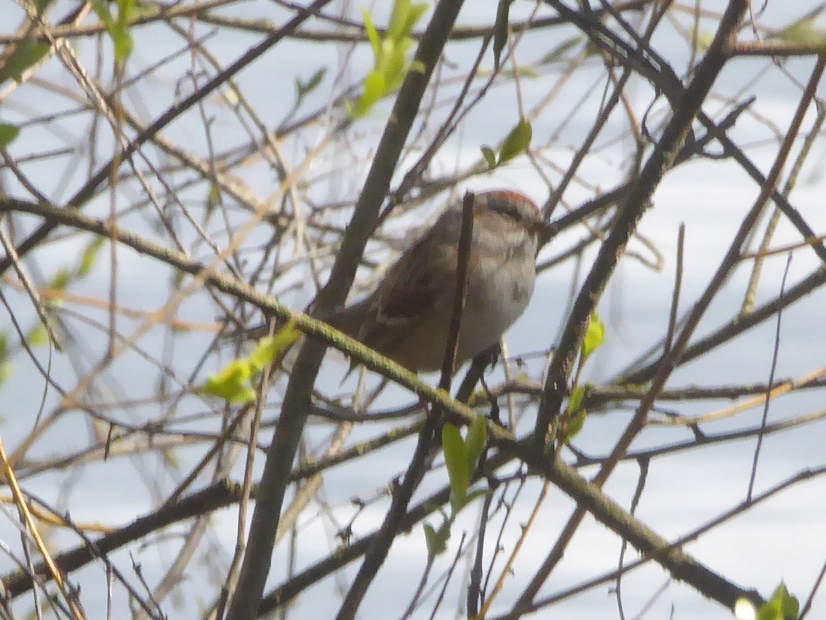 American Tree Sparrow - ML219914001