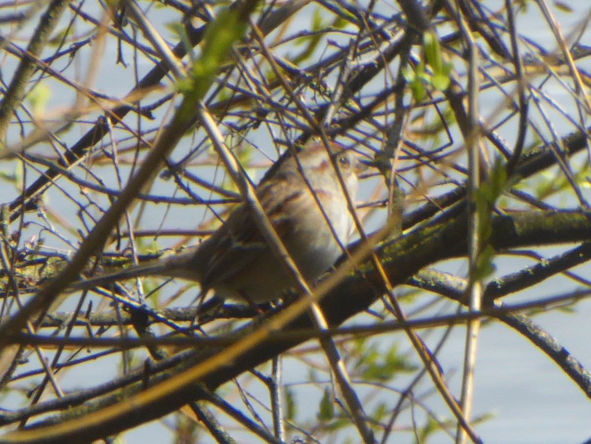 American Tree Sparrow - ML219914011