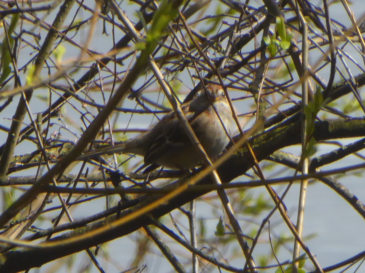 American Tree Sparrow - ML219914021