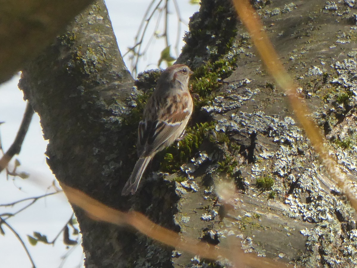 American Tree Sparrow - ML219914031