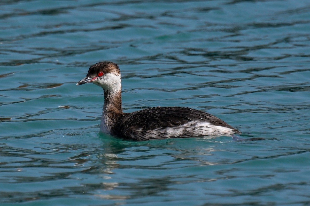 Horned Grebe - Ben Julian