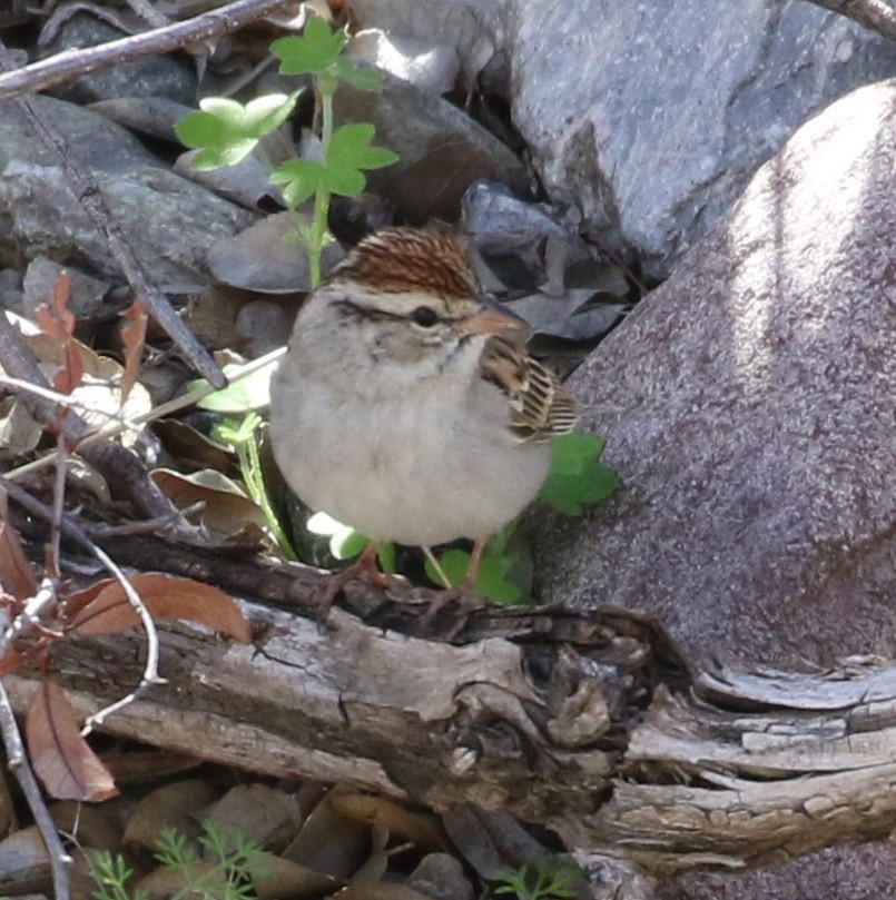 Chipping Sparrow - ML219915611
