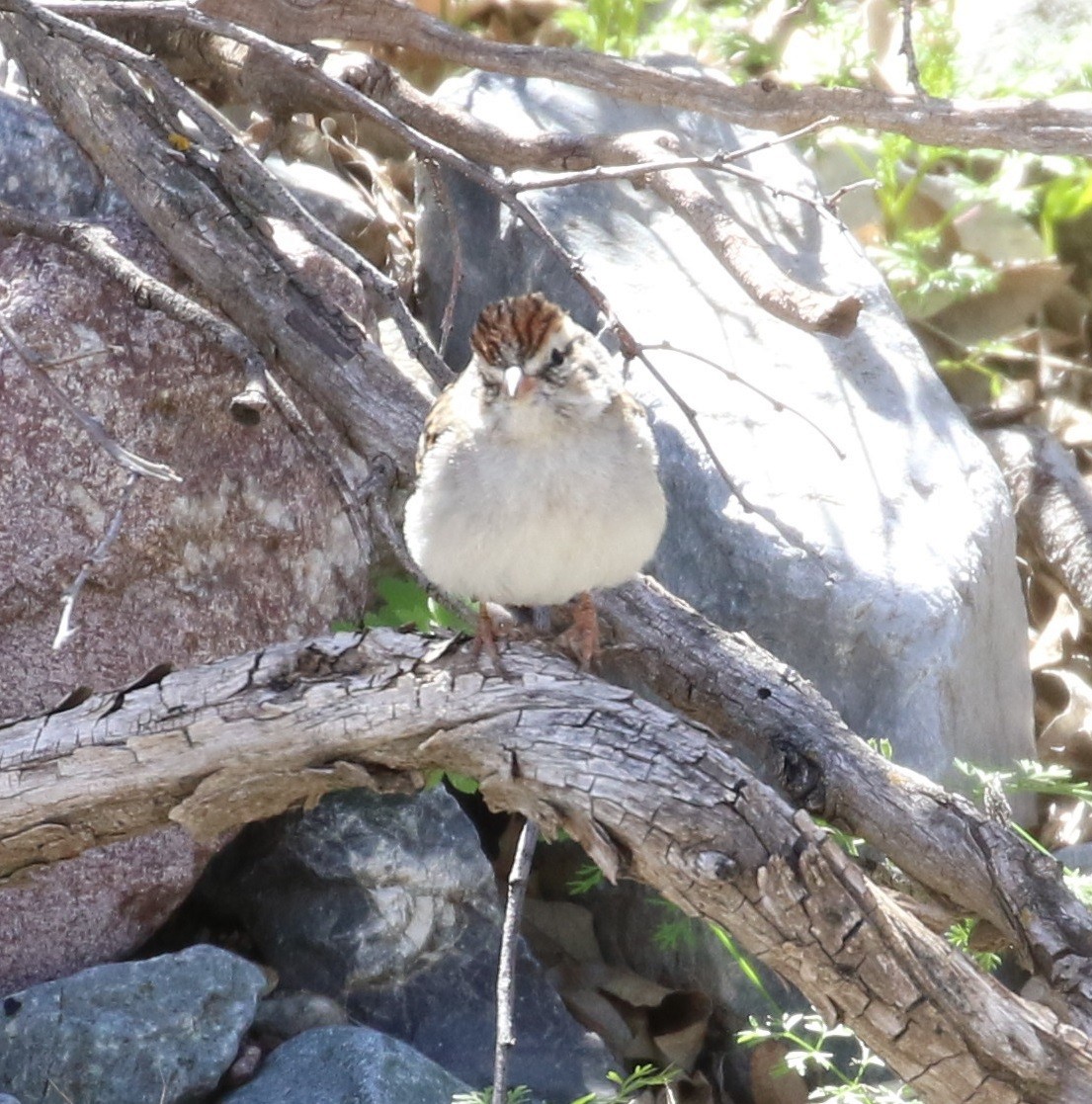 Chipping Sparrow - ML219916141