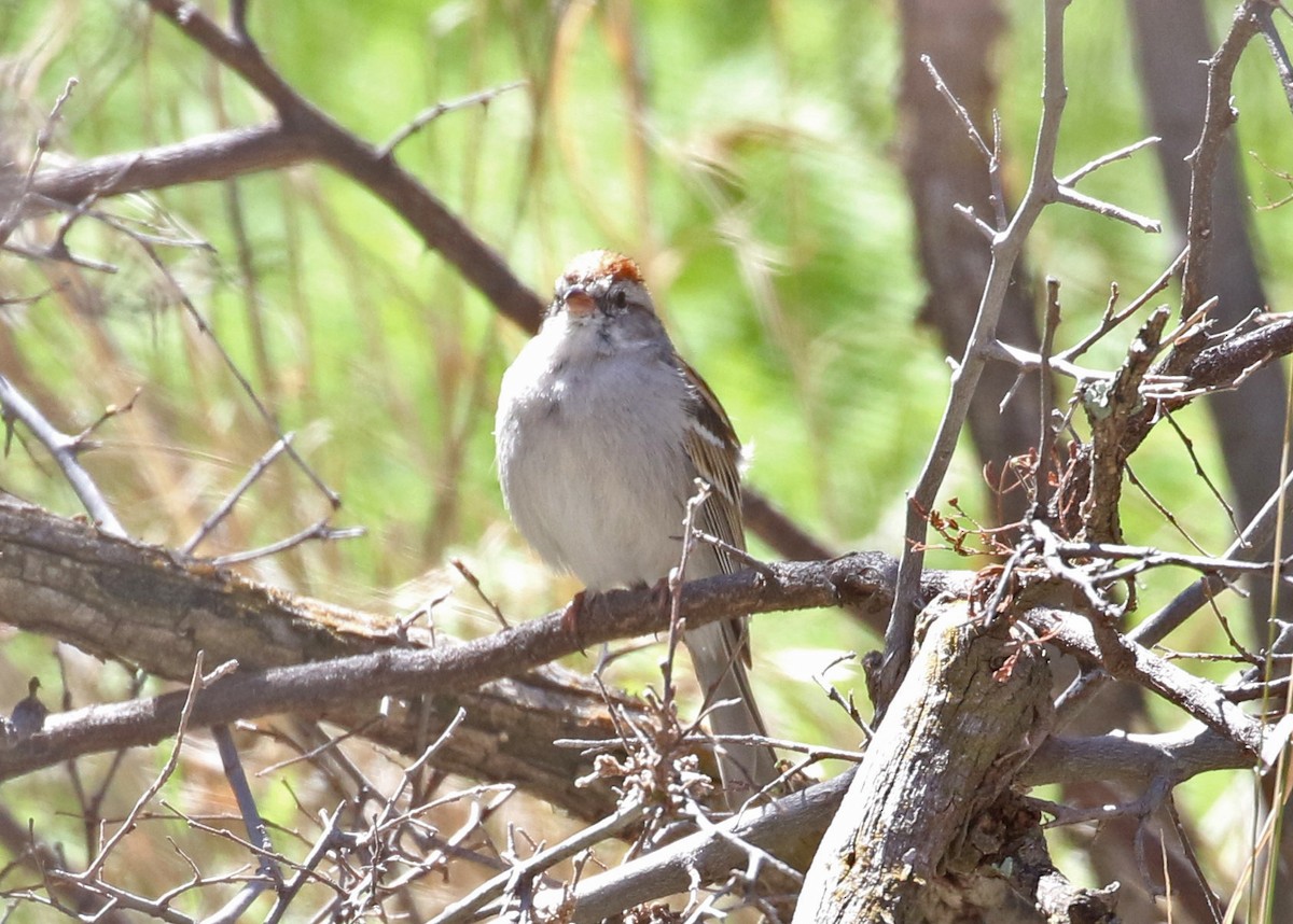 Chipping Sparrow - ML219916381