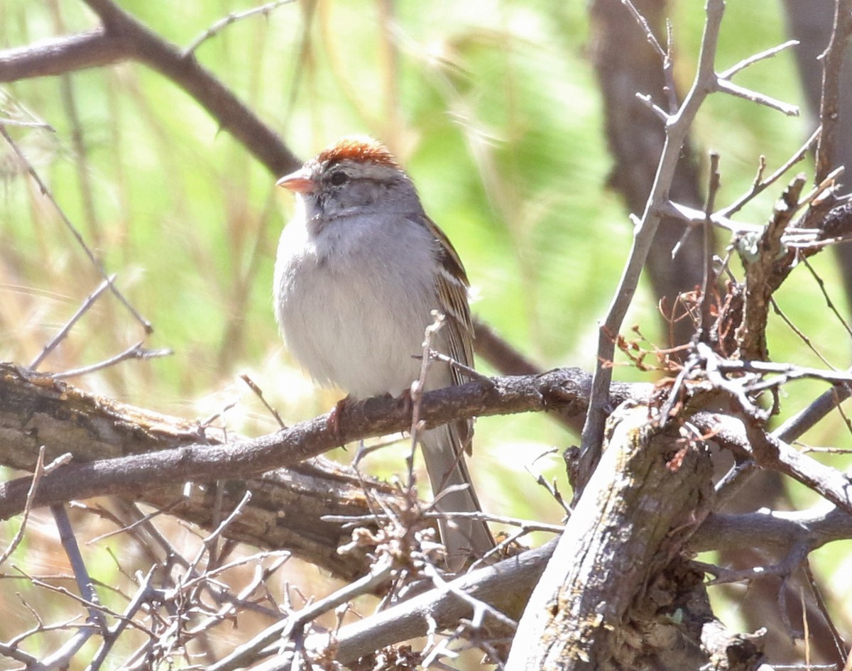 Chipping Sparrow - ML219916711