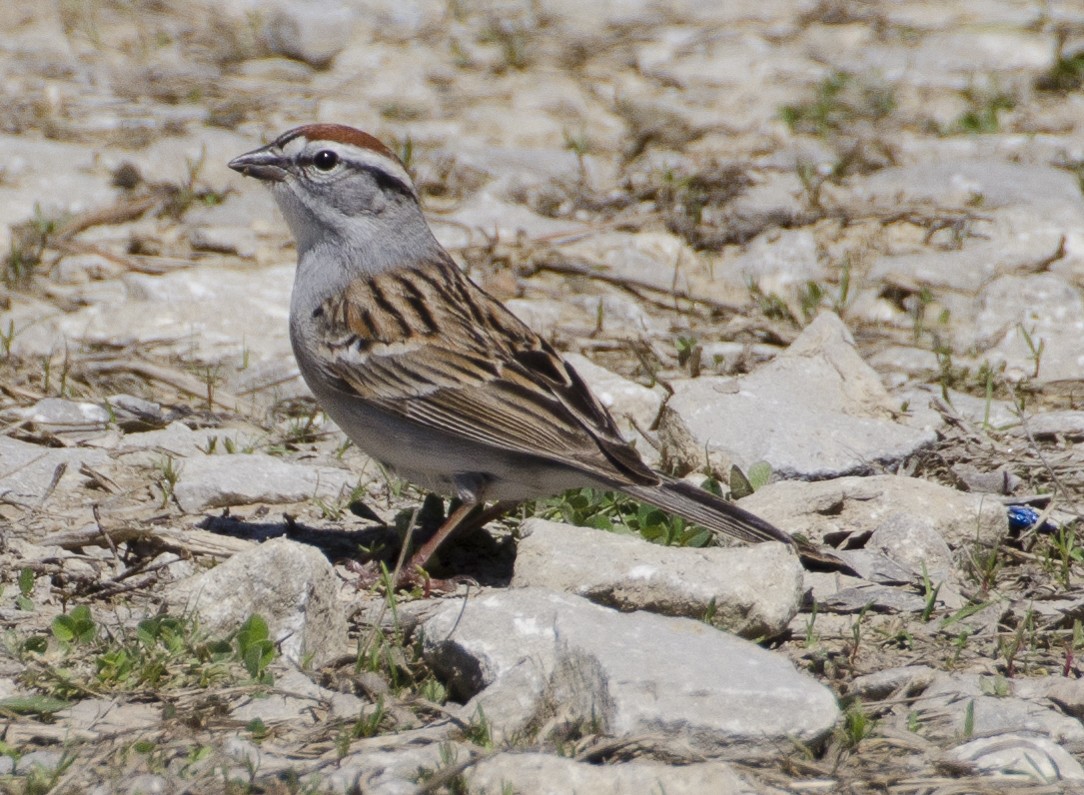 Chipping Sparrow - ML21991711