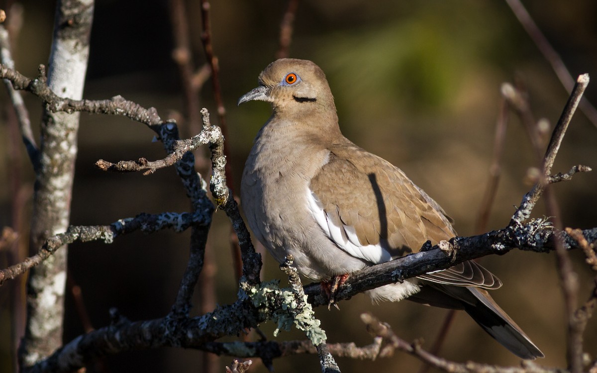 White-winged Dove - Fyn Kynd