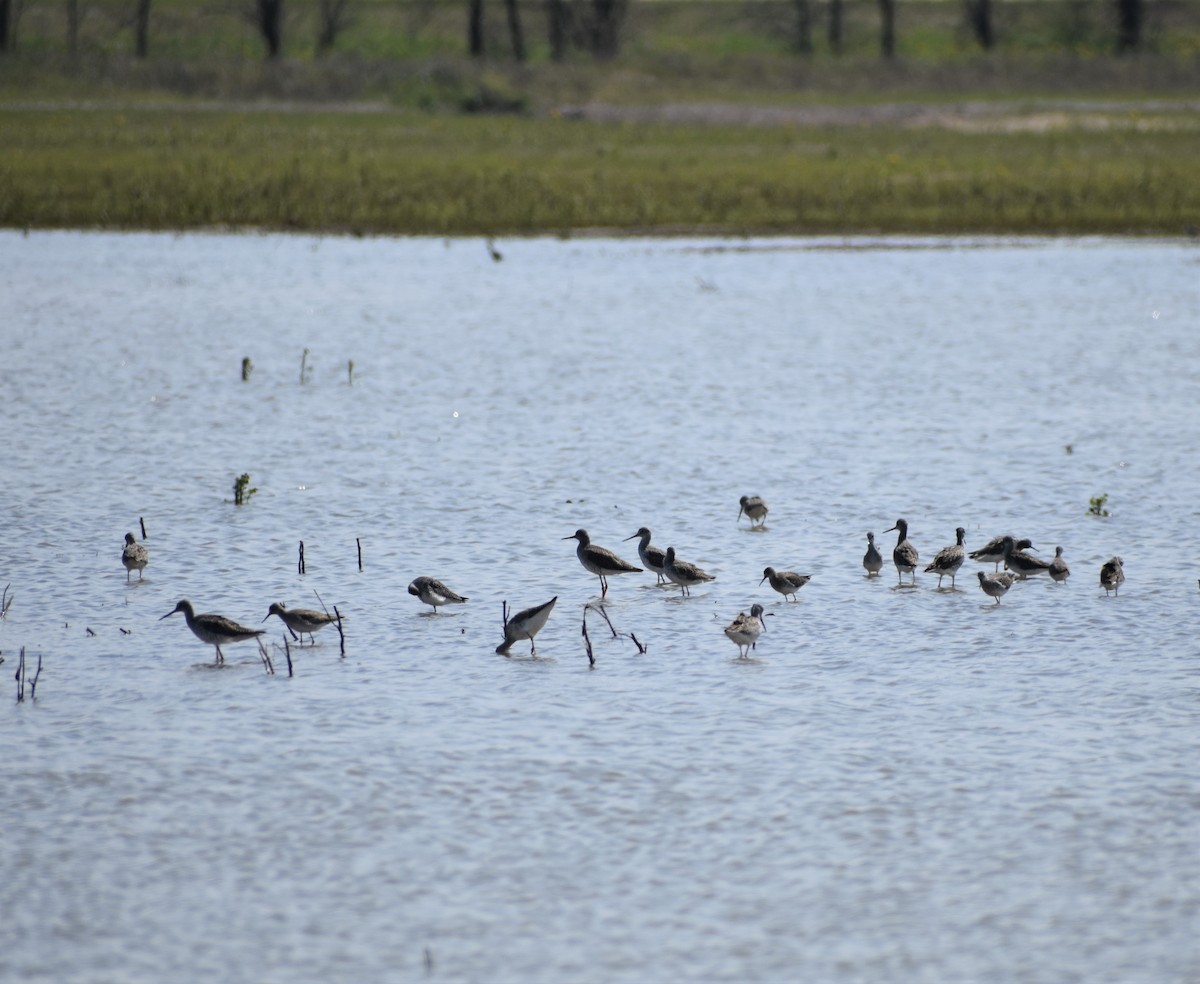 Greater Yellowlegs - ML219917381