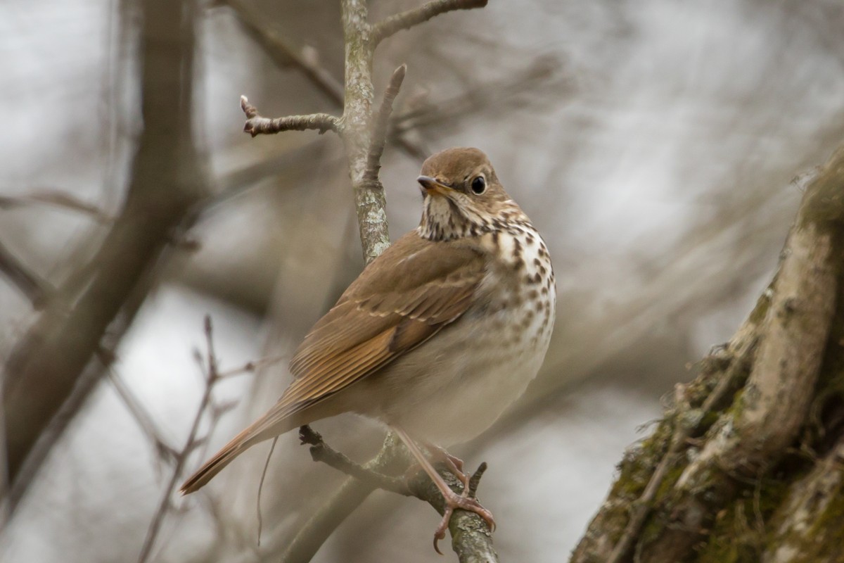 Hermit Thrush - Michael Warner