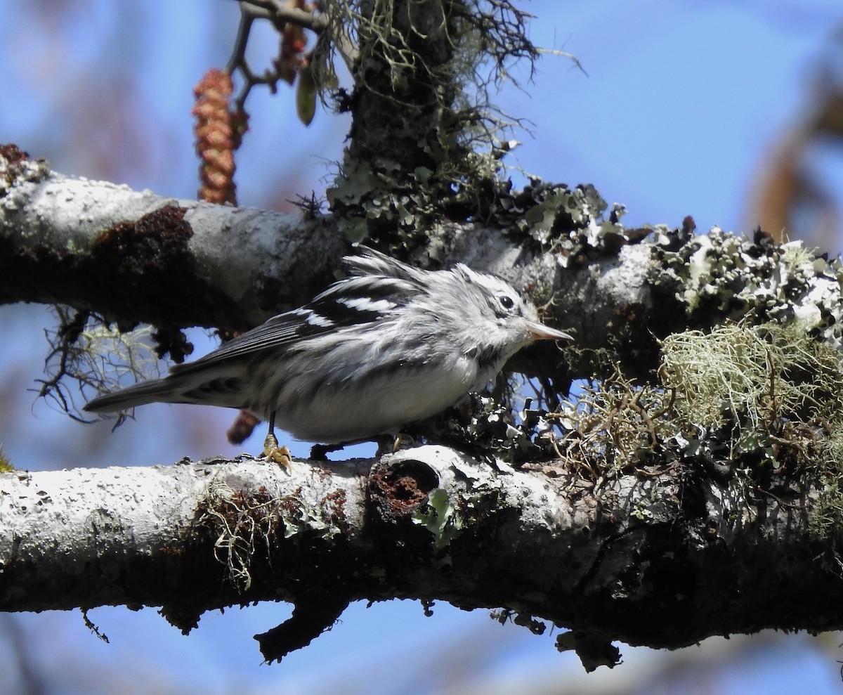 Black-and-white Warbler - ML219919741