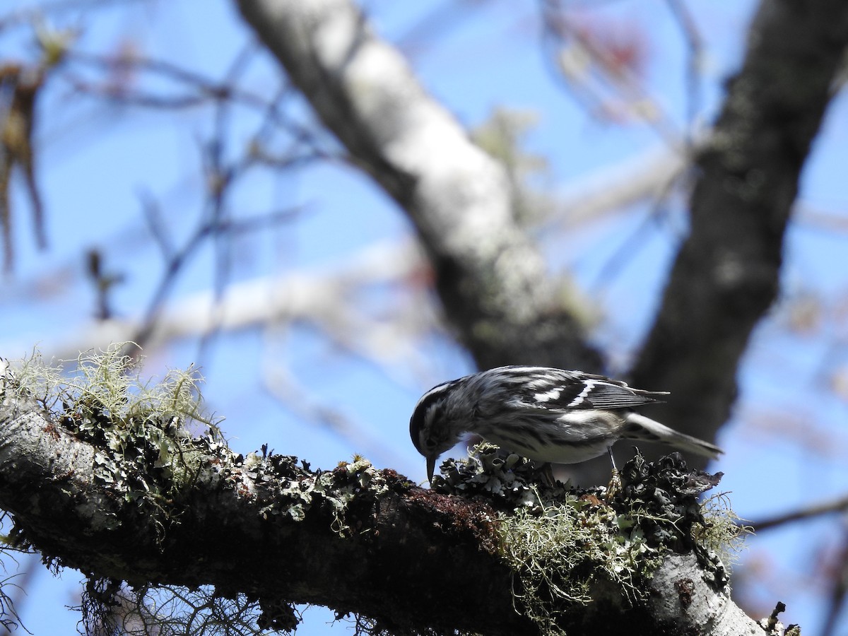 Black-and-white Warbler - ML219920361