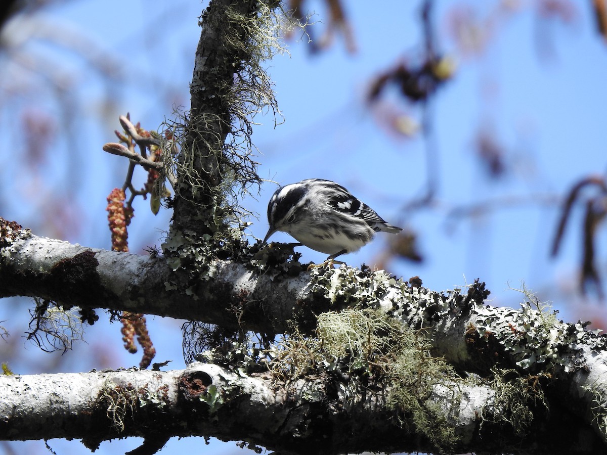 Black-and-white Warbler - ML219920411
