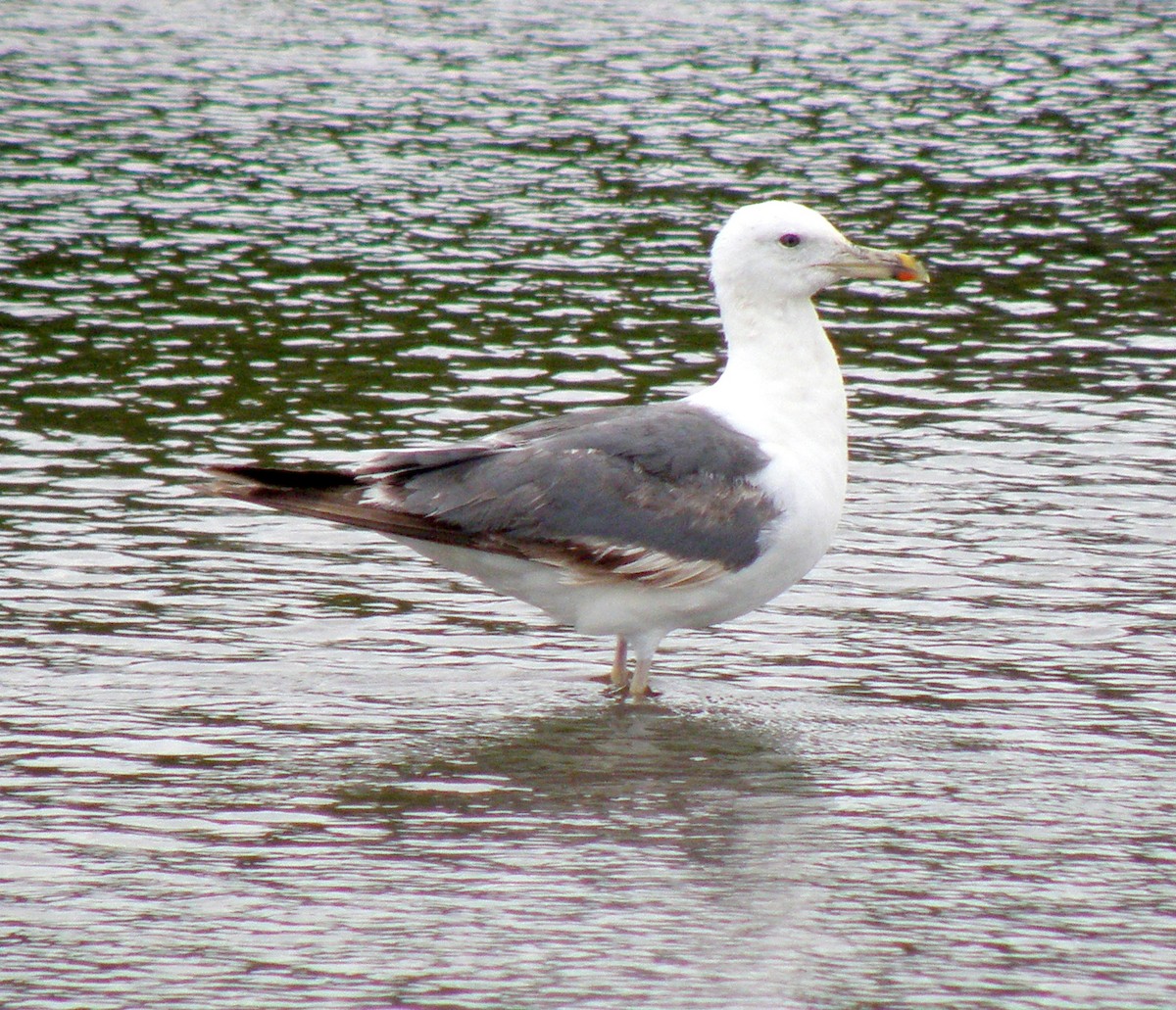 Lesser Black-backed Gull (Heuglin's) - ML219921231