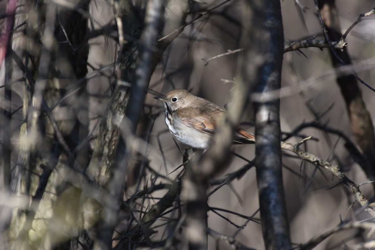 Hermit Thrush - ML219923631