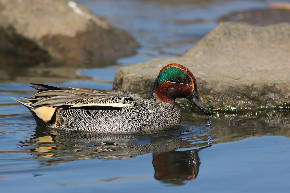 Green-winged Teal (Eurasian) - ML219924931