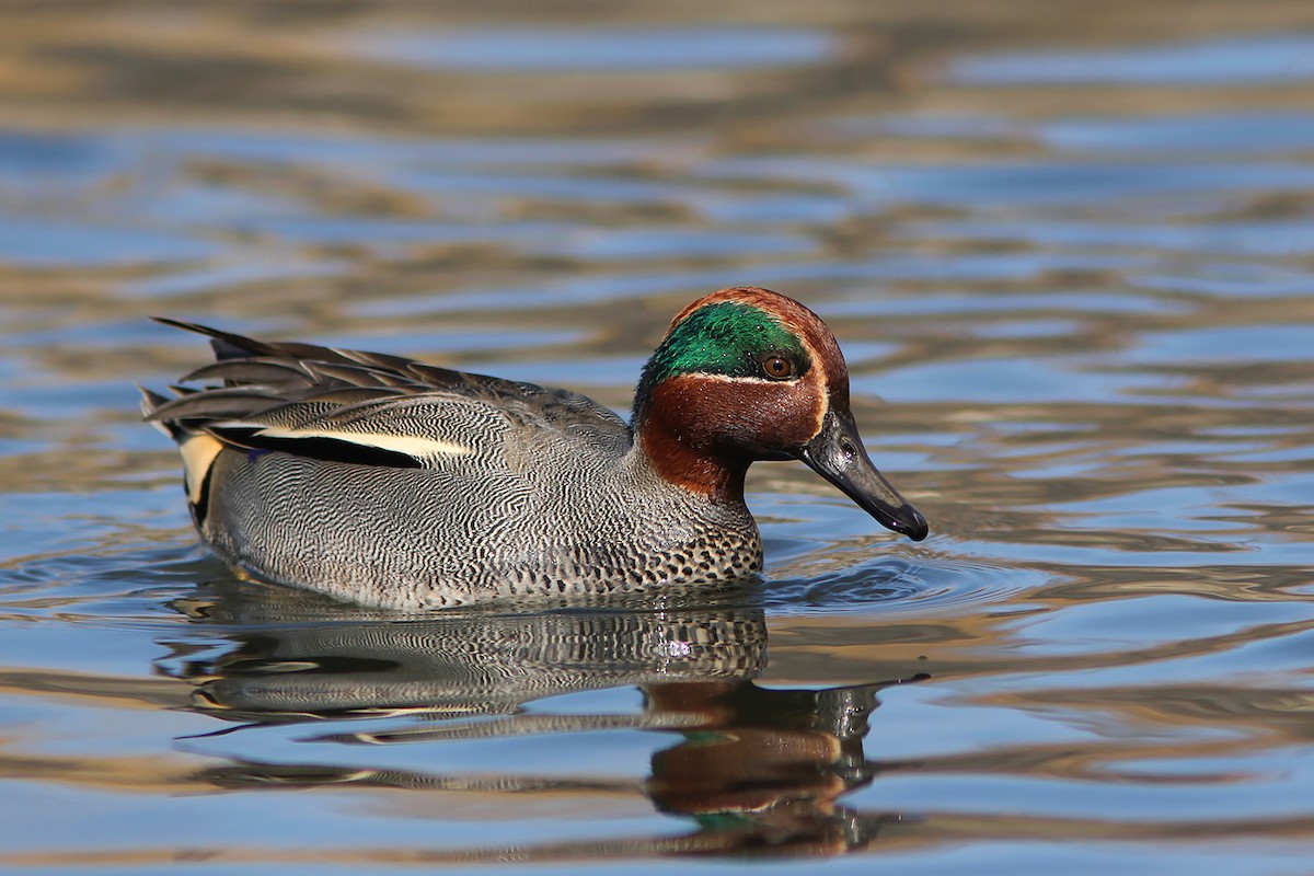 Green-winged Teal (Eurasian) - ML219925021