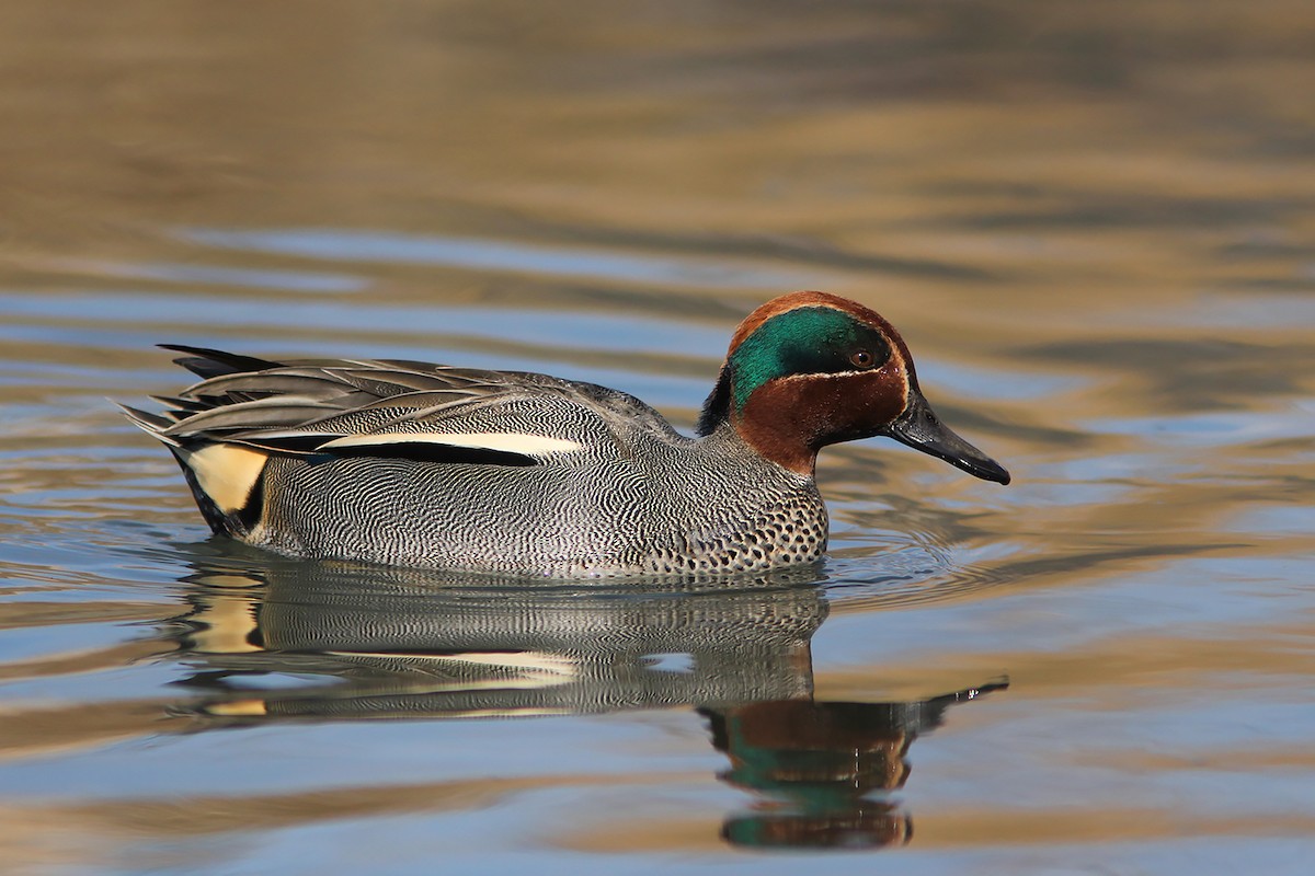 Green-winged Teal (Eurasian) - ML219925031