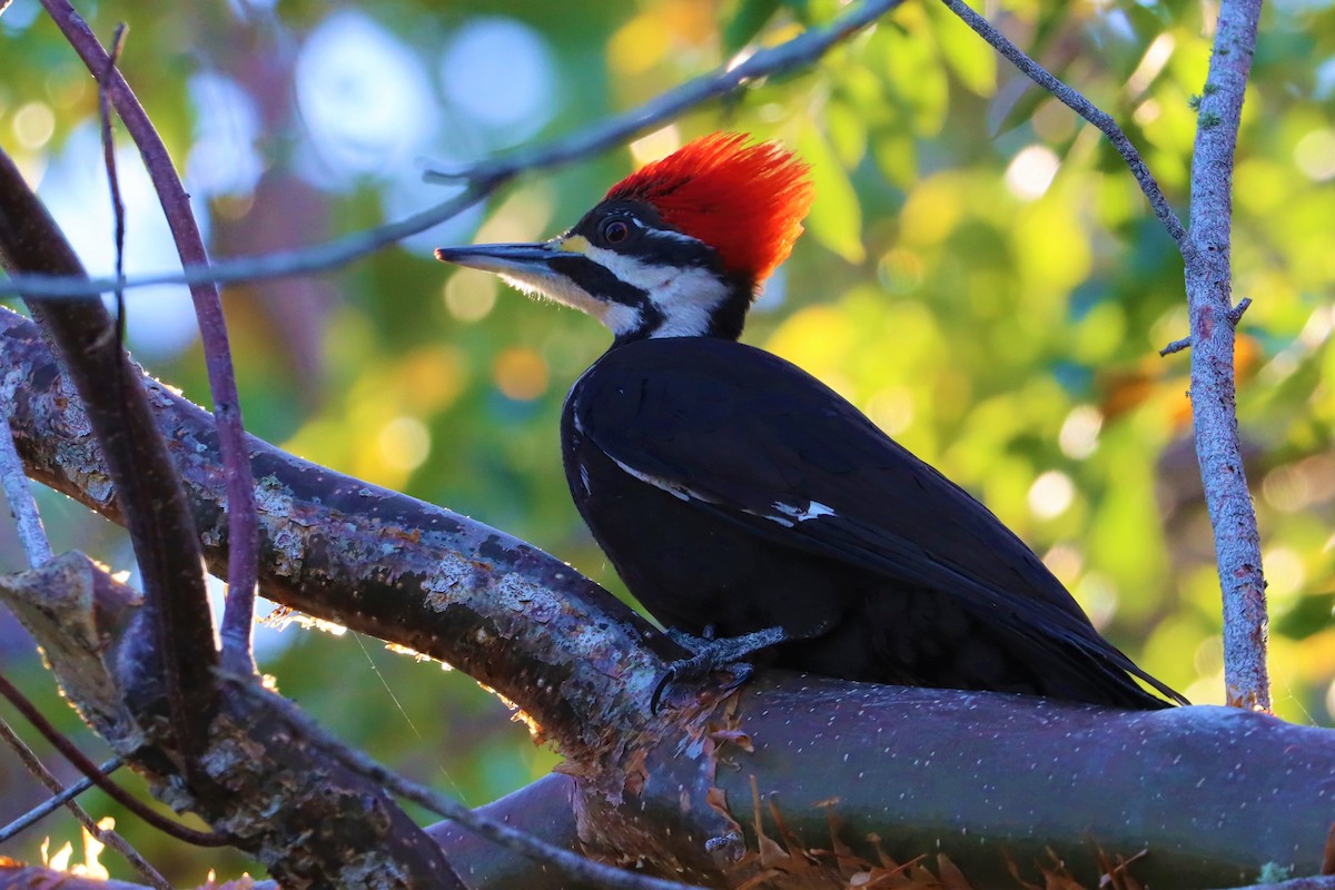 Pileated Woodpecker - James Boughton