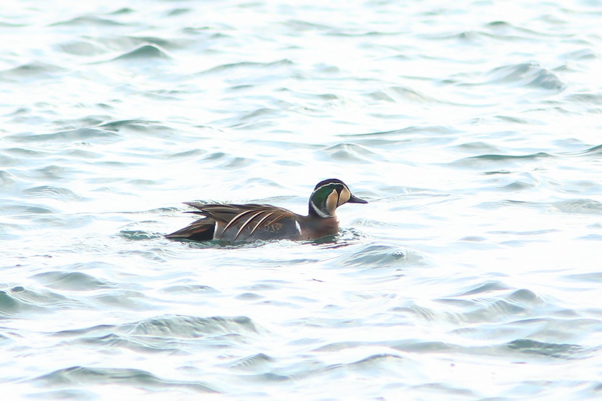 Baikal Teal - ML219927281