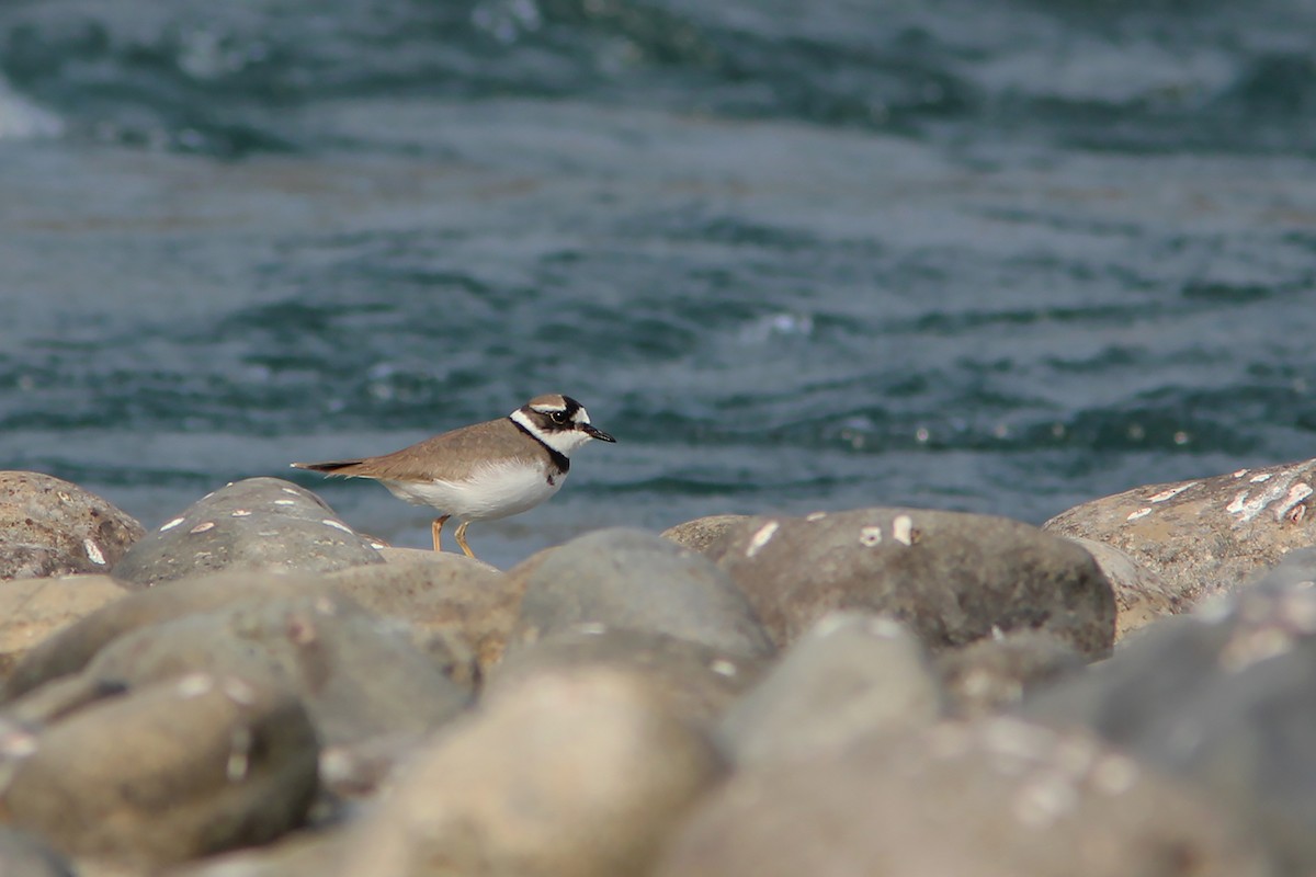 Long-billed Plover - ML219927311