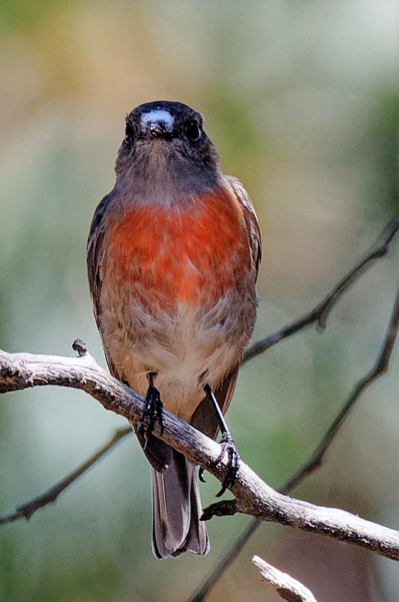 Scarlet Robin (Scarlet) - ML219927421