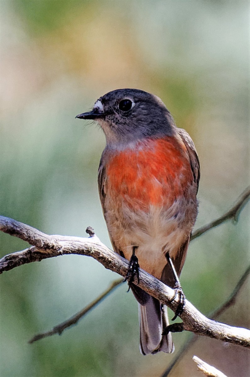 Scarlet Robin (Scarlet) - ML219927441