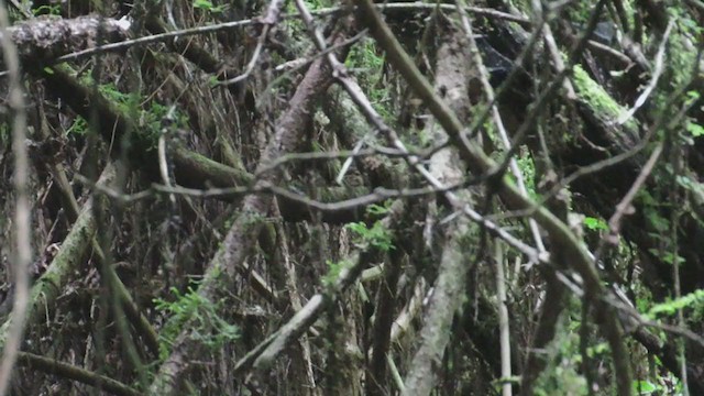 Ampay Tapaculo - ML219928271