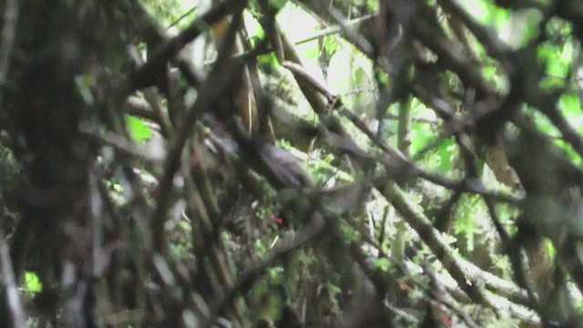 Ampaytapaculo - ML219931381