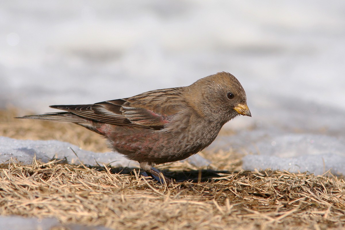 Asian Rosy-Finch - ML219931411