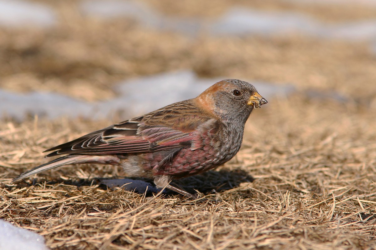 Asian Rosy-Finch - Ayuwat Jearwattanakanok