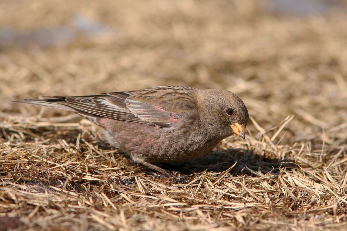 Asian Rosy-Finch - ML219931491