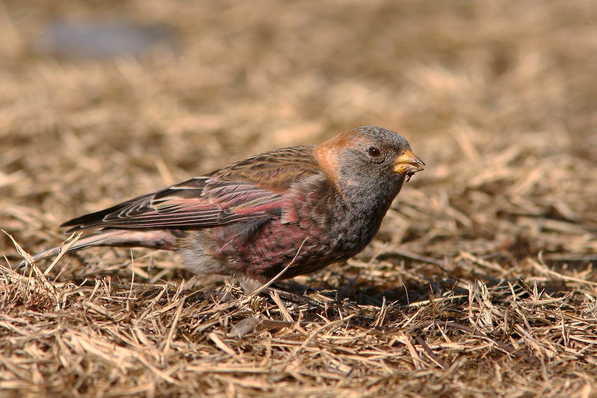 Asian Rosy-Finch - ML219931511