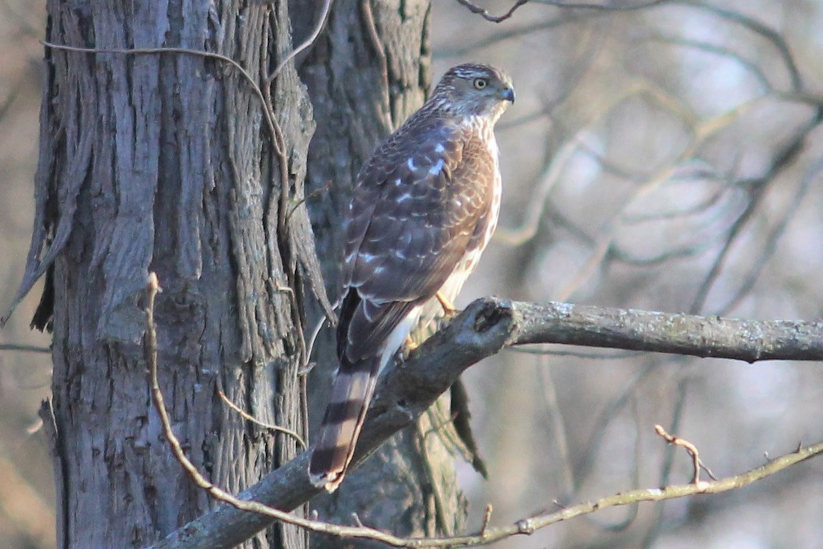 Cooper's Hawk - James Kerner